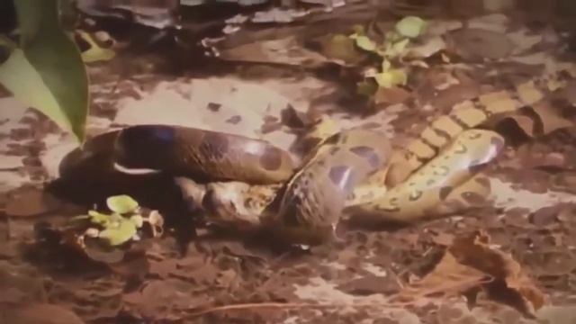 Anaconda vs Crocodile - Python vs Alligator compilation - Python vs crocodile - Snake смотреть онлайн