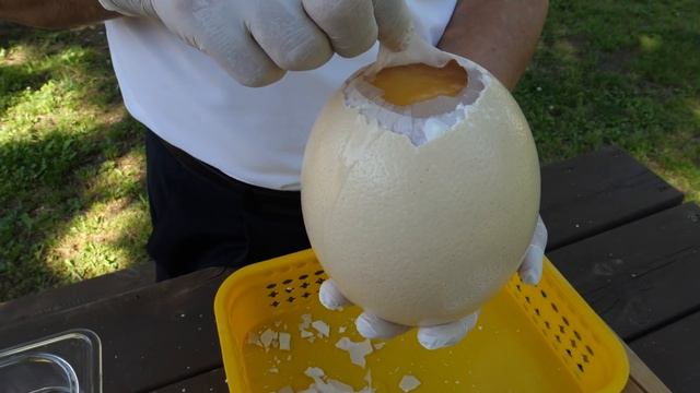 한국에서 먹을 수 있는 타조알 후라이 / Fried Ostrich Egg - Korean Street Food