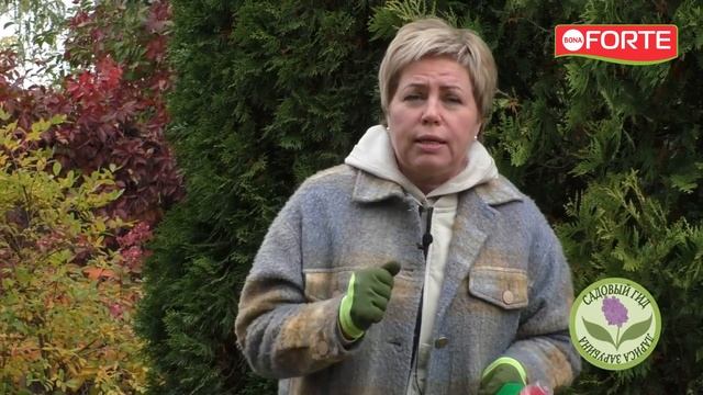 Почему пожелтели хвойные осенью и как выбрать осеннее удобрение. Лариса Зарубина Садовый Гид. смотреть онлайн