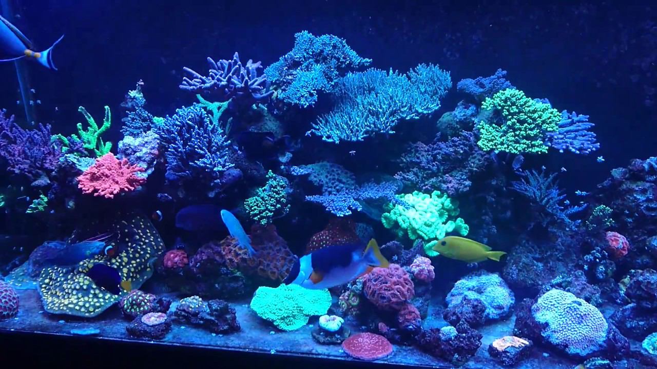 My Reef Tank 01.18