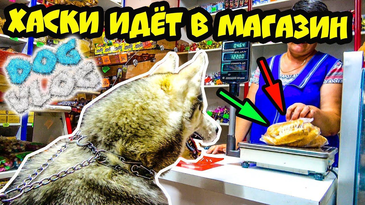 DOGVLOG: ХАСКИ ИДЕТ В МАГАЗИН. Говорящая собака смотреть онлайн