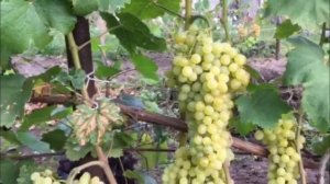 Виноград  Кишмиш Цитронный