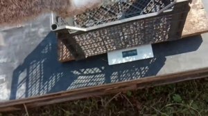 Кролики. Живой вес, тушка, отход.