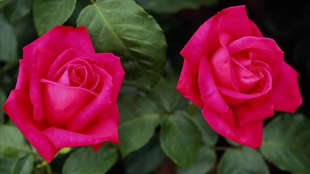 Розы.wmv смотреть онлайн