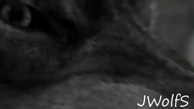 Сумерки, волки, Джейкоб-эдит смотреть онлайн