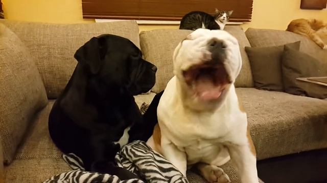 Телячьи нежности 2)