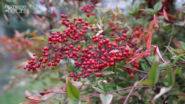 Le coup de cœur de Philippe : le nandina domestica смотреть онлайн