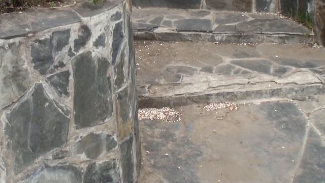 Абрикос растет в Сибири, 2017, часть 1 смотреть онлайн