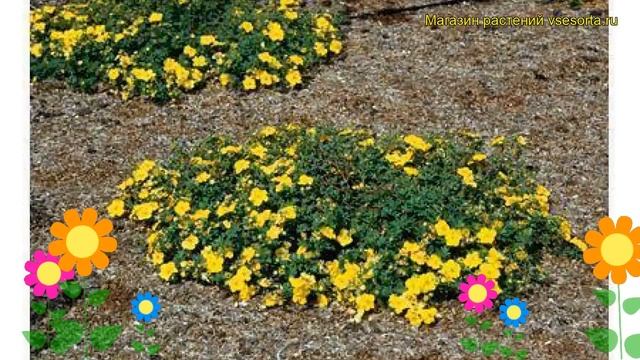 Лапчатка кустарниковая Медисин Вил Монтан. Обзор potentilla fruticosa Medicine Wheel Mountain смотреть онлайн