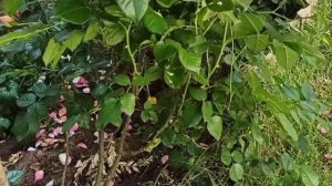 Любимые розы в саду Зоммерзонне (Sommersonne), Сент Оф Вумэн (Scent of Women)