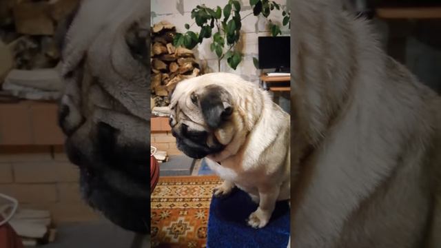 Мопс Ларри любит кушать смотреть онлайн