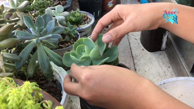 Cara stek batang sukulen Echeveria peach pride | Beheading succulent 4K смотреть онлайн