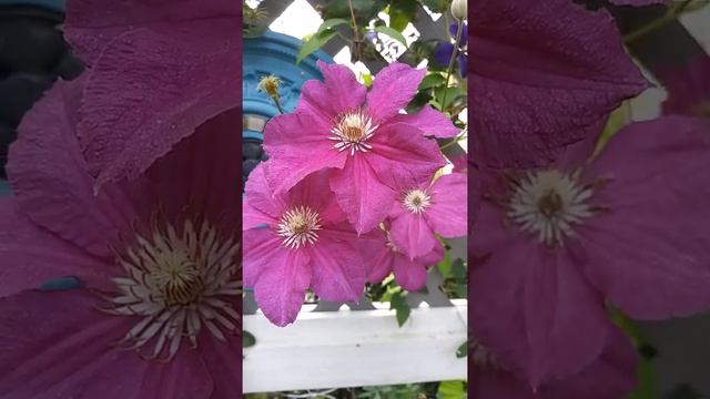Clematis "Jackmanii Rubra" Part 3 смотреть онлайн