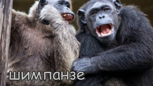 Голоса животных зоопарка.