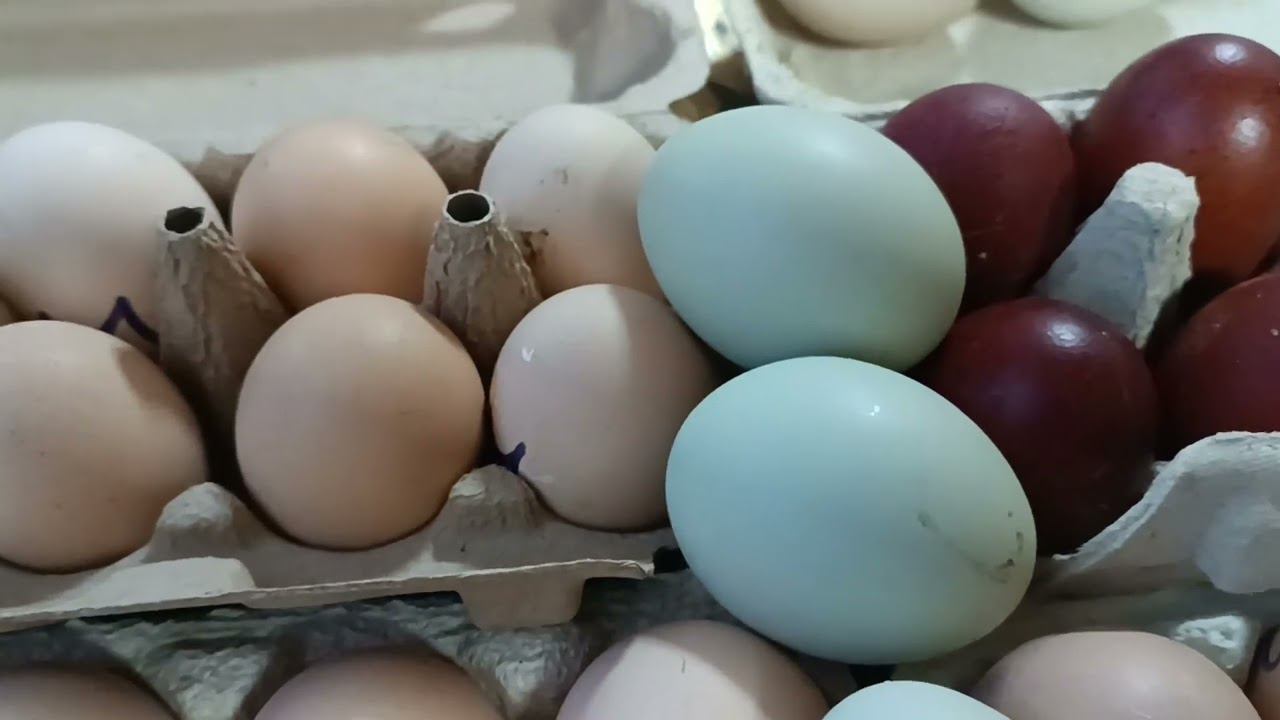 Цветное куриное яйцо. Породы кур. смотреть онлайн