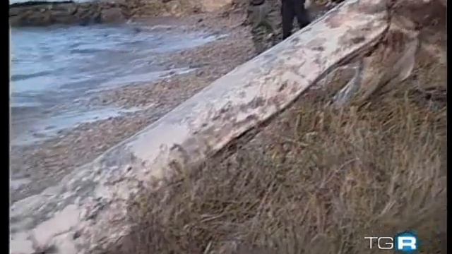 Capodoglio spiaggiato sulla costa laziale - 25 febbraio 2010 - TGR lazio - RAI3 смотреть онлайн
