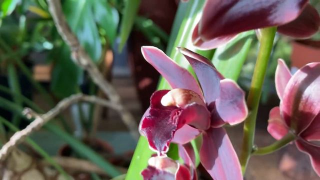 Cymbidium Kali night смотреть онлайн
