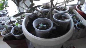 рассада на подоконнике. мало места? есть идея!