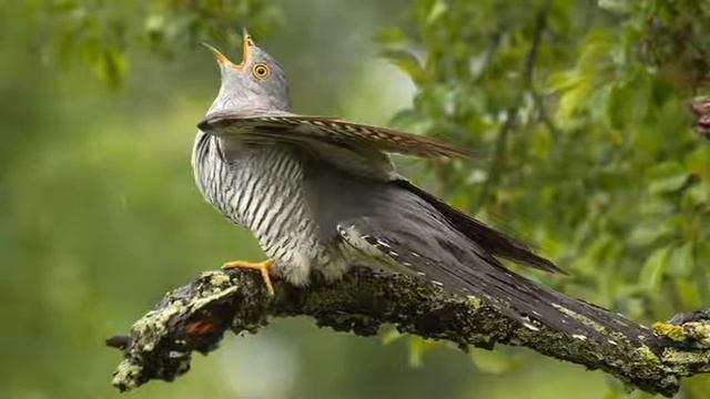 «Кукушка» - описание и особенности в природе. смотреть онлайн