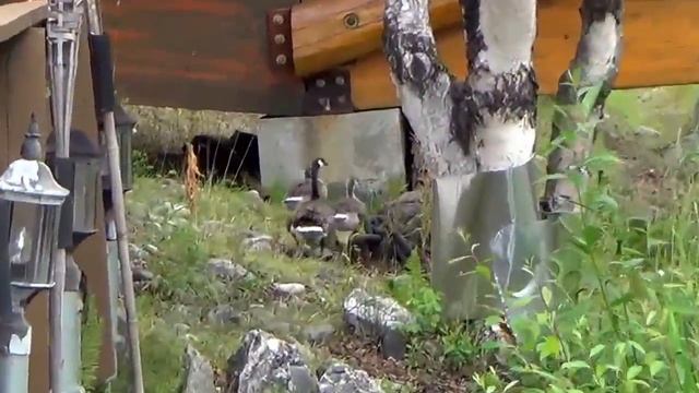 #352 США Аляска Анкоридж Ресторан Peanut Farm Малазийский самолет Мотоцикл Урал смотреть онлайн