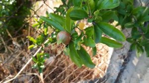 Как растёт гранат!