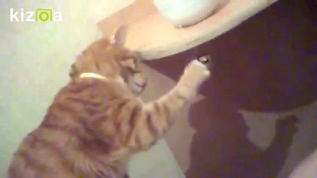 Слайд-шоу: Зяблик смотреть онлайн