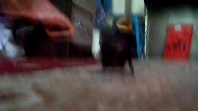 Маленький скворчонок подрастает