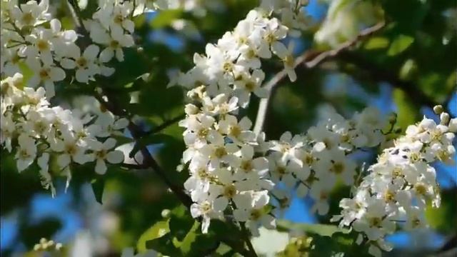Sita Ram mantra смотреть онлайн