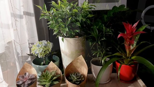 Природа.Комнатные растения.Цветы.Мир. #растения #мир #природа #цветы #дом #озеленение #зелень #флор смотреть онлайн