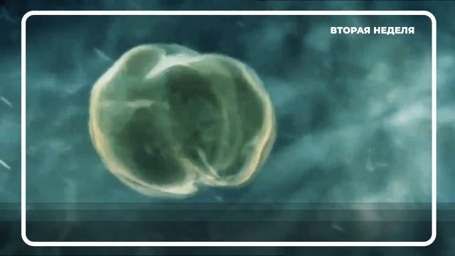 Развитие Плода 1-4 Неделя Беременности смотреть онлайн