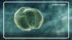 Развитие Плода 1-4 Неделя Беременности