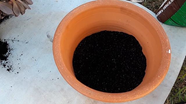 Transplantando Minha Suculenta Metalica para um Vaso Maior. смотреть онлайн