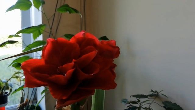 ПОВТОРНОЕ ЦВЕТЕНИЕ ГИППЕАСТРУМА В ИЮНЕ. смотреть онлайн