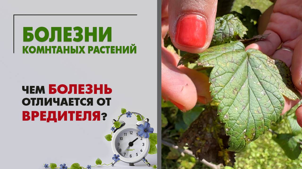 Болезни комнатных растений: какие они. Чем болезнь отличается от вредителя. Болеют ли растения?