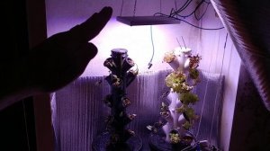 Свет для растений в гроубоксе что не стоит делать