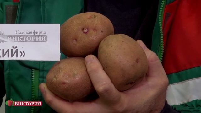 Картофель. Самые урожайные сорта. смотреть онлайн