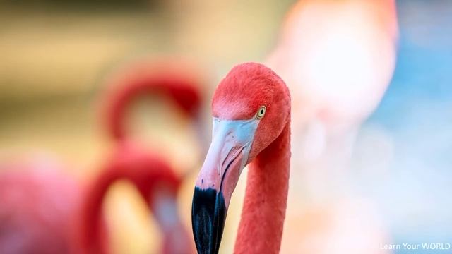 Flamingos | What Are Its Habitats And Characteristics. Biography Of Flamingo Birds. (Phoenicopterus