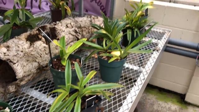 Ботанический сад, пересадка дендробиума, прогулка по запасникам с каттлеями, башмачками и др.орхами смотреть онлайн