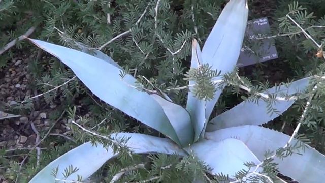 The Plant Traveller: Agave titanota #desertgarden смотреть онлайн