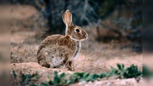 Нашествие кроликов в Австралии