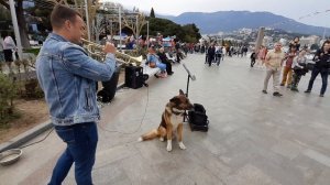 Мухтар Ялтинский Хатико