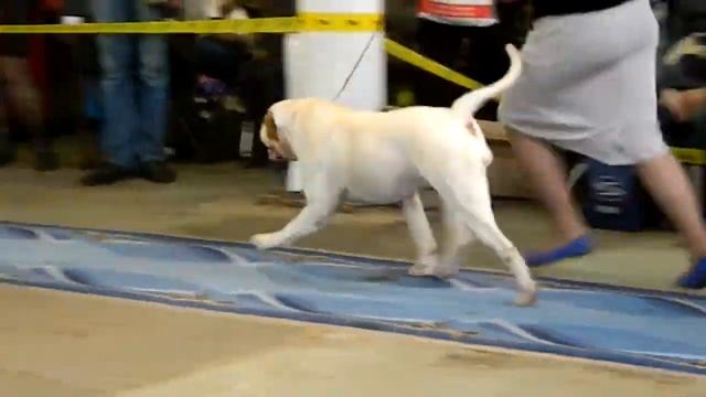 Сравнение на ЛПП.ПК.Американский бульдог смотреть онлайн