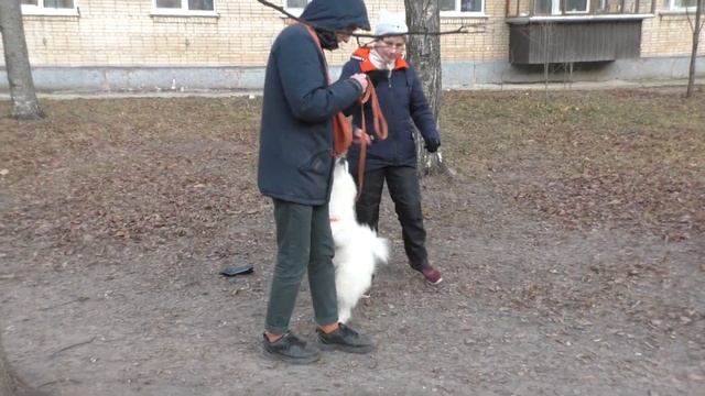 Дрессировка щенка. Обучение командам "Ко мне", "Рядом", выдержка в "Сидеть" и в "Лежать" смотреть онлайн