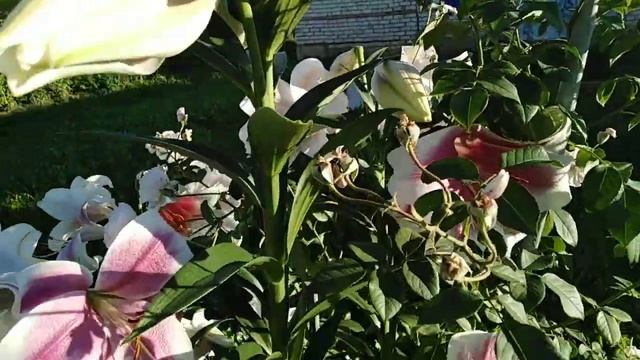 лилия от гибрид ТРИУМФАТОР смотреть онлайн