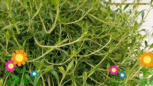 Тимьян (Чабрец) лимоннопахнущий Глоу Флоу Лемонад. Обзор thymus citriodorus Grow Flow Lemonade