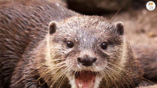 Otters - 10 Otter Facts!