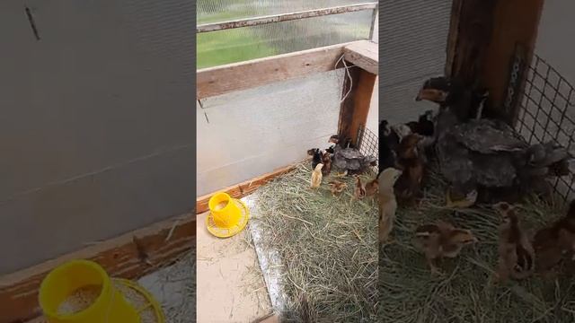 Ко-шамо с цыплятами о-шамо.2022. смотреть онлайн