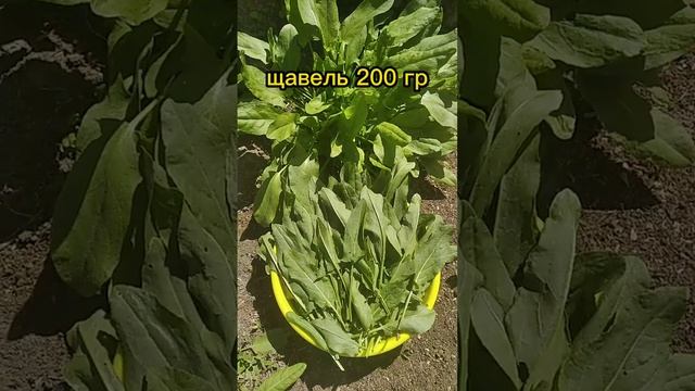 Кулинарные проекты с Валентиной