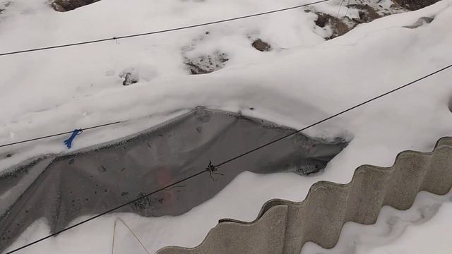 Лавина снега с крыши на виноградник.