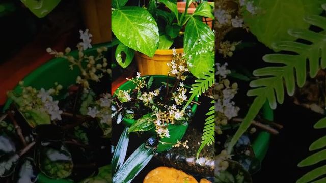 Pellionia repens flower smoking #shorts #smoke #plants #garden #green #nature #flower смотреть онлайн